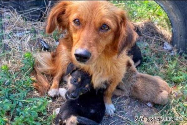 3只小狗被傷害，流浪狗媽難以接受，每天反覆尋找，兇手倒挺自在