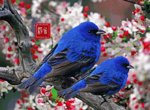 會動的鳥兒圖欣賞