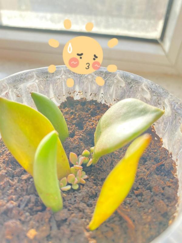 首次盆栽多肉記 首次盆栽多肉記