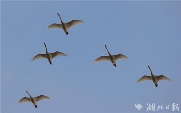 數萬只天鵝如期而至龍感湖 數萬只天鵝如期而至龍感湖