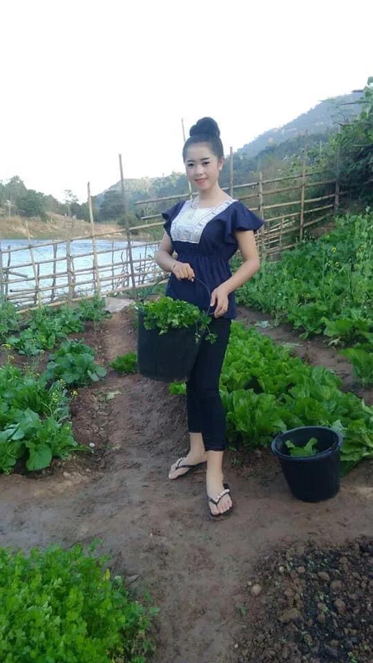 寮國田園是多麼的美