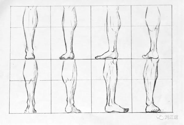 人類小腿形態研究 人類小腿形態研究