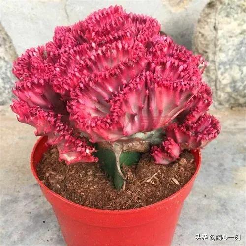 分享&mdash;&mdash;招財麒麟多肉