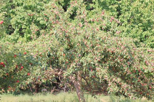 13萬打造6畝新雞場,養雞1千隻,收入未知,養雞人李丹寧決定南下 13萬打造6畝新雞場,養雞1千隻,收入未知,養雞人李丹寧決定南下