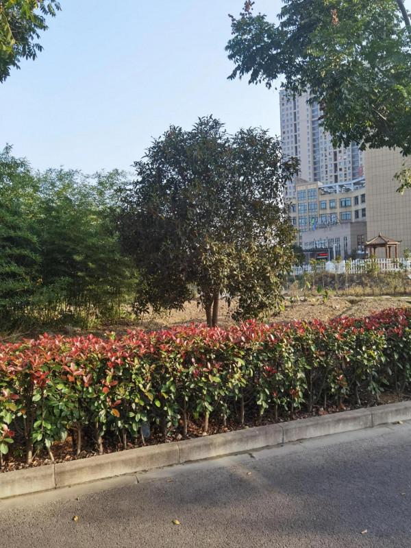 金桂飄香，思念雙親