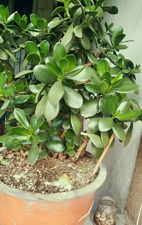 適合新手養的2種盆栽，挺拔秀麗花色美，容易養活很優良