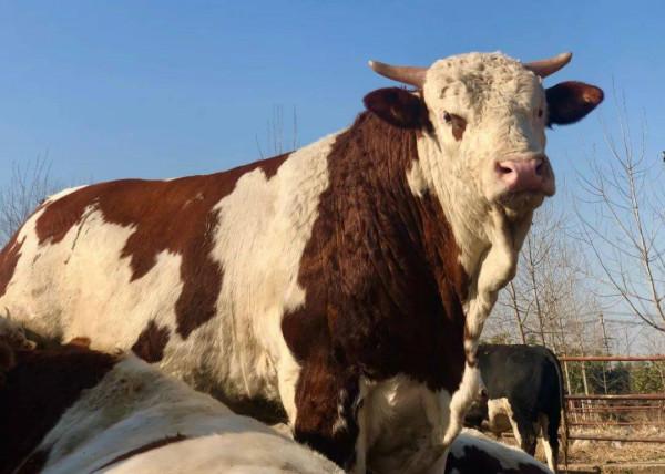 大叔零經驗創業養牛，靠堅持和誠信，銷售額過億成養殖界的牛人