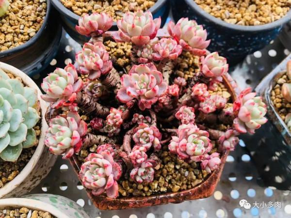 這幾種多肉非常容易爆盆,不知不覺一大盆,非常有成就感 這幾種多肉非常容易爆盆,不知不覺一大盆,非常有成就感