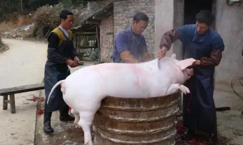 農村殺豬匠身上的戾氣很重，專門走夜路，野狗野貓不敢近身