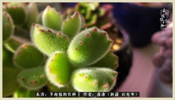 遠處都是風景，近處全是人生，眼前卻是多肉