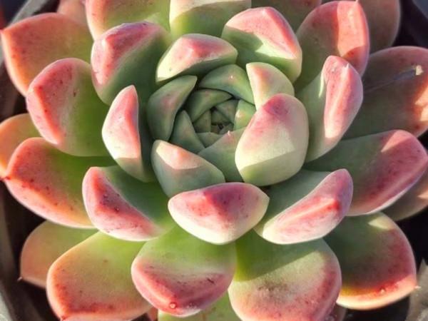 多肉上盆後就僵苗，不需要藥物輔助，改進配土和澆水方法就好