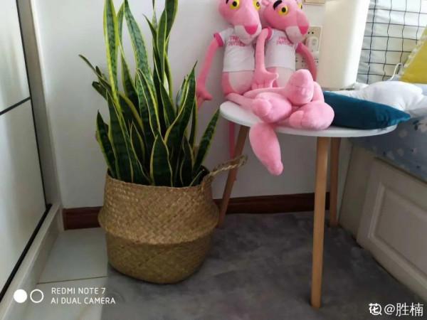 入秋一盆水，休眠的花“醒了”，猛長大花苞