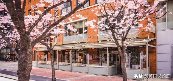 櫻花樹下的英國，你想念嗎？