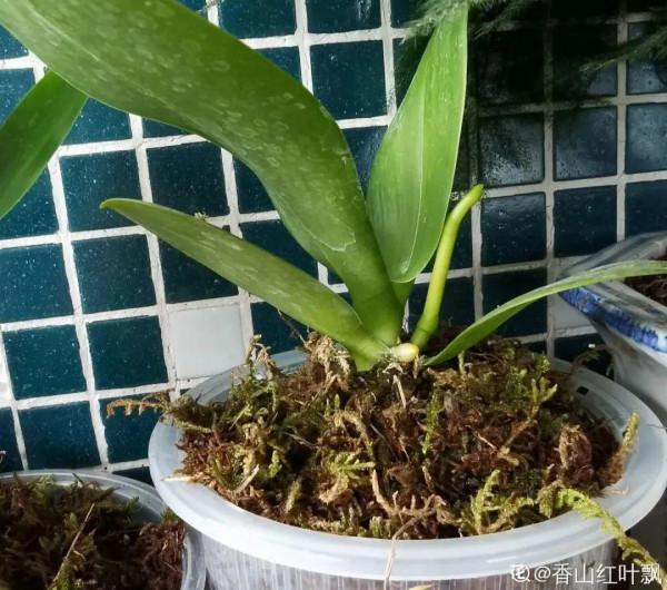 養花一直不開花，給他套個黑塑膠袋，花苞呼呼冒