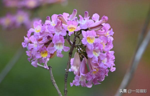 美麗的紫繡球花風鈴木
