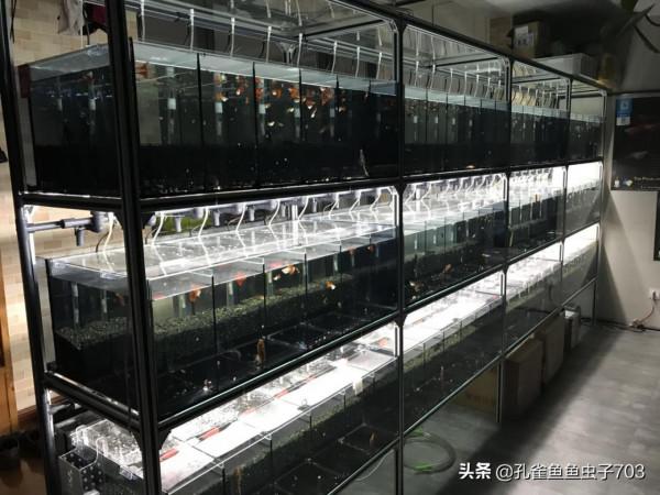 別人養的孔雀魚4個月都能繁殖了，而我養的6個月了，還這麼小啊？