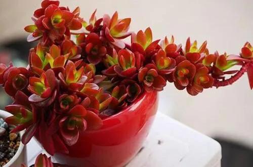 9月以後養多肉火祭,做好4件事,輕鬆爆崽上色,美極了 9月以後養多肉火祭,做好4件事,輕鬆爆崽上色,美極了