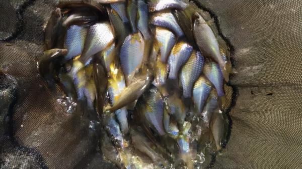 秋季野釣雜魚鬧窩，最全面的應對技巧，白條、麥穗、鰟鮍不在話下