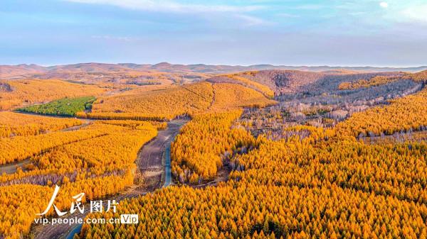 塞罕壩國家森林公園層林盡染風光如畫 塞罕壩國家森林公園層林盡染風光如畫