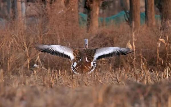 農田或將變身溼地 如何守護大鴇在京唯一棲息地? 農田或將變身溼地 如何守護大鴇在京唯一棲息地?