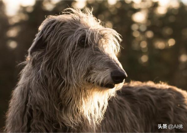 世界上跑得最快的狗 世界上跑得最快的狗