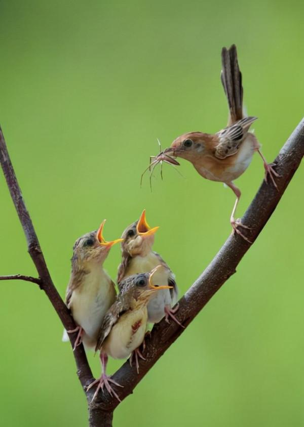 可愛而美麗的鳥類