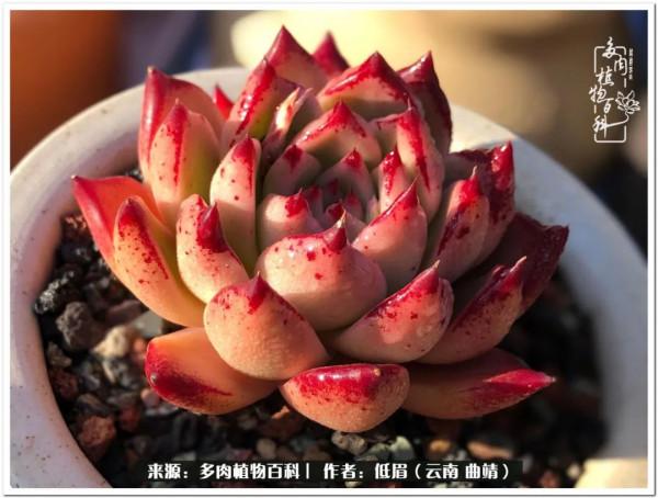 溫暖的多肉微語，陪你度過寒冷的聖誕平安夜！（2021）