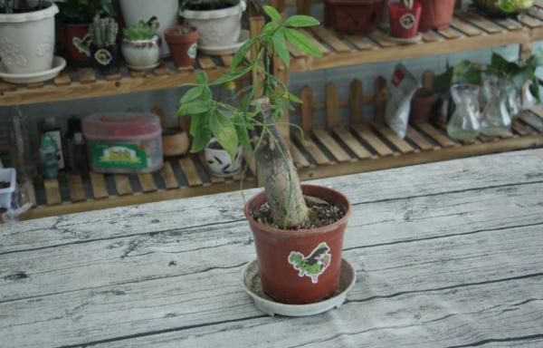 天熱施肥需小心,分清3點再施肥,輕鬆避免肥害損傷 天熱施肥需小心,分清3點再施肥,輕鬆避免肥害損傷