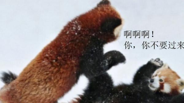 動物的迷之可愛習性，企鵝認人做&OpenCurlyDoubleQuote;大哥&rdquo;，小熊貓的威嚇認真的？