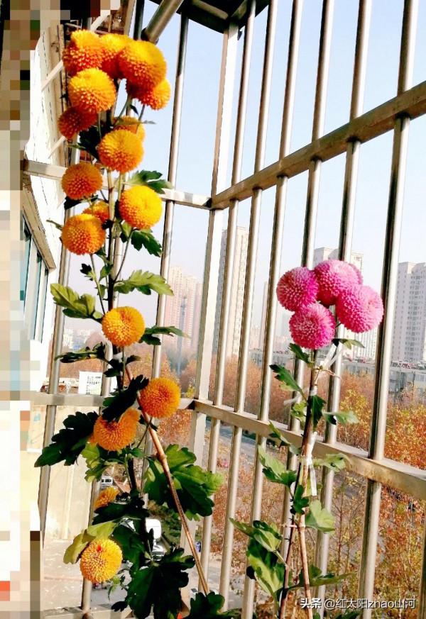 第一次給條友郵遞菊花苗，也還行？