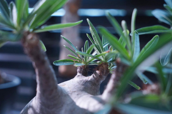 塊根｜在水泥世界中綻放的生命花火