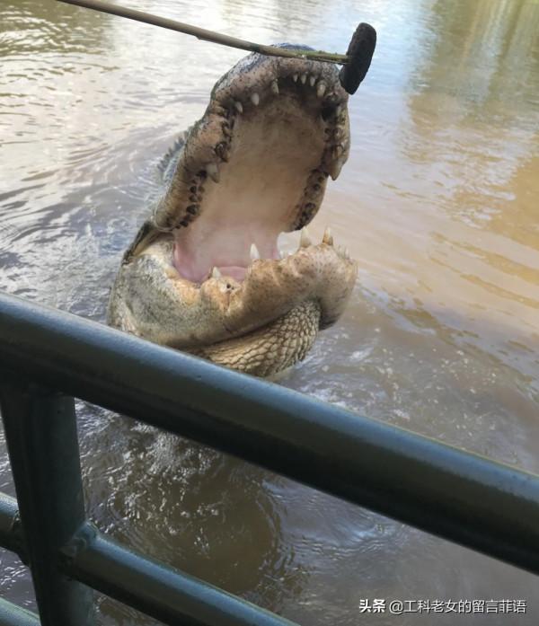 新奧爾良：看鱷魚，吃鱷魚