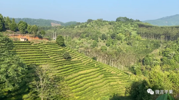 四塘鎮：大力發展“茶葉經濟” 助推鄉村振興