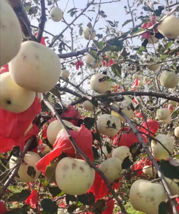 蘋果主產區遭遇重大冰雹災害，蘋果價格會反身嗎？