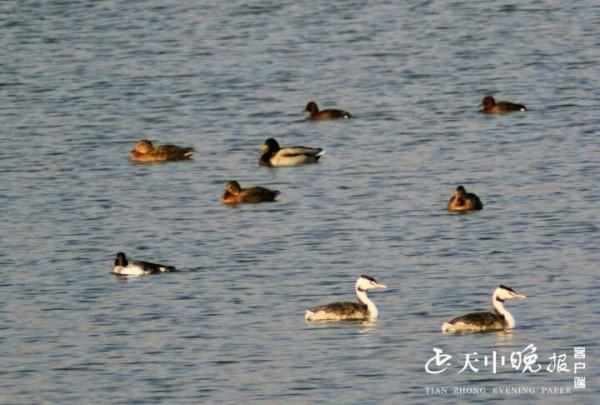 練江河景觀大橋下 候鳥成雙成對 真是美醉了