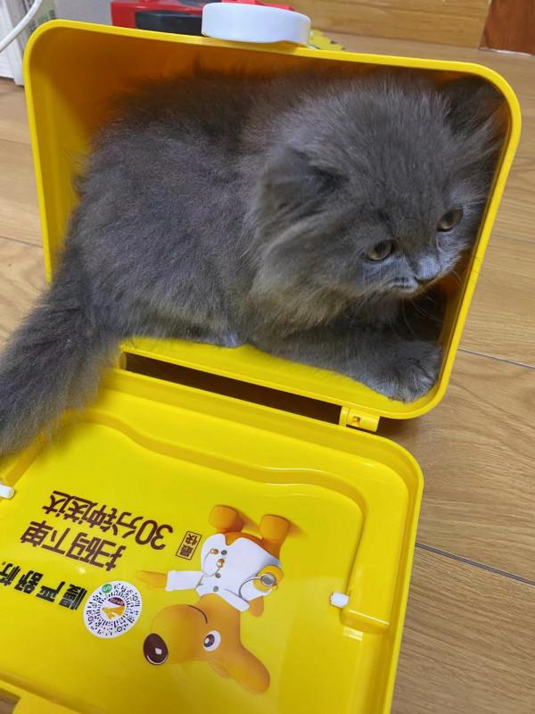 秋日萌寵,曬太陽的懶藍貓 秋日萌寵,曬太陽的懶藍貓