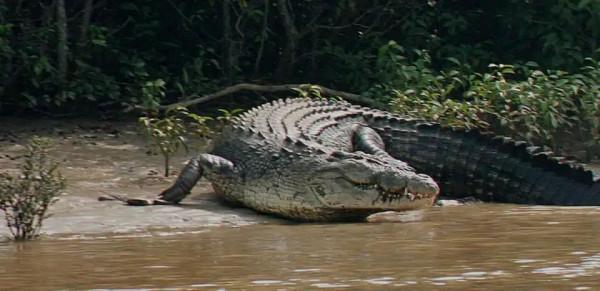 鱷魚好圖大雜燴 鱷魚好圖大雜燴
