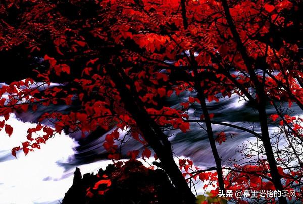 中國最美的10個紅葉景區,每一個都美到極致,你去過幾個? 中國最美的10個紅葉景區,每一個都美到極致,你去過幾個?