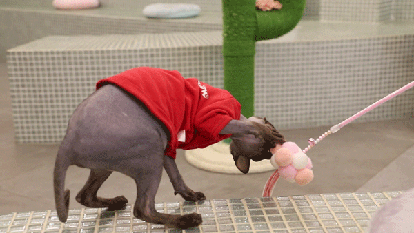 這幾種貓很“可怕”，一般不建議飼養，你家貓在其中嗎