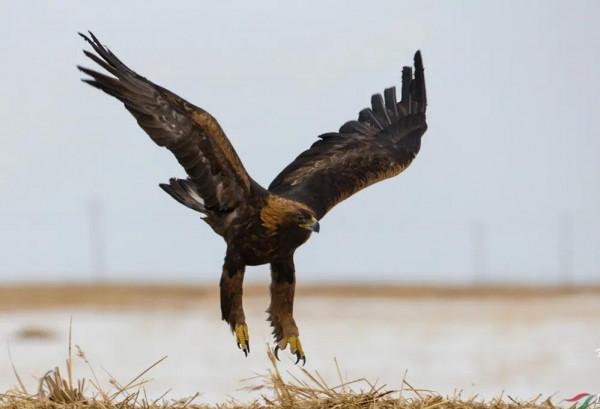 日本女孩挖筍時離奇失蹤，警犬搜尋時詭異行為，引發無數猜想