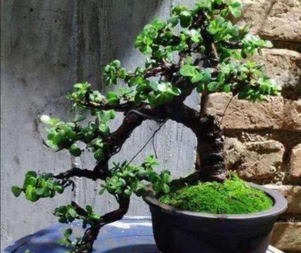 6種能養人的花，越養越有“好運氣”，建議養一盆