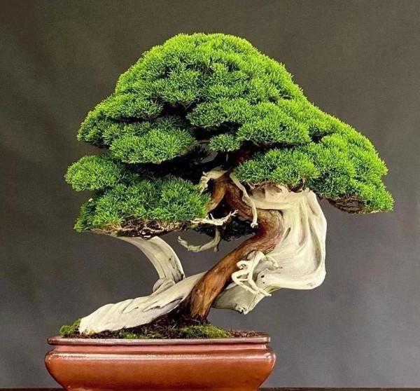 狂野的松柏盆景