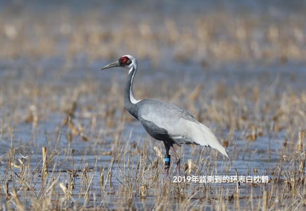 一隻蒙古國環志的白枕鶴飛臨官廳水庫，它的遷徙路上將留下北京座標