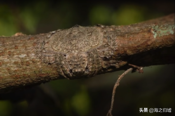 31張“捉迷藏”照片，證明貓咪才是“偽裝大師”，你能找到它嗎？