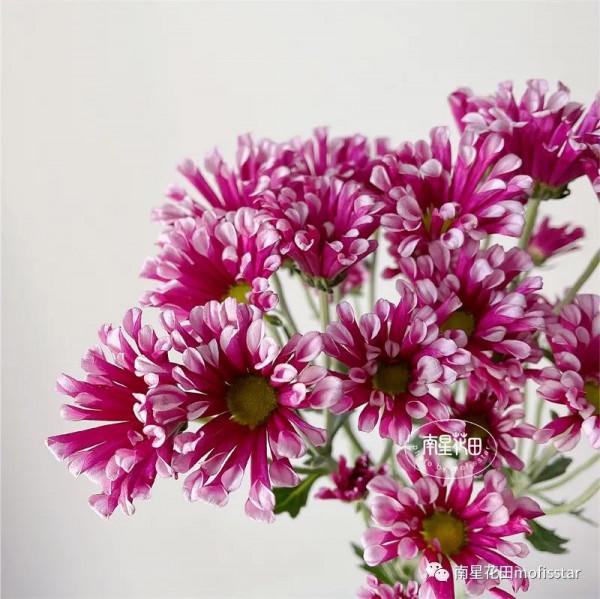 紅風車小菊 · 等風來