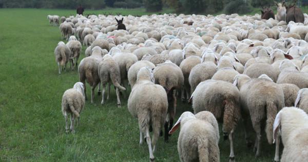 常見羊病：羊蹄紅腫潰爛甚至蹄甲脫落，很可能是一種嚴重共患病