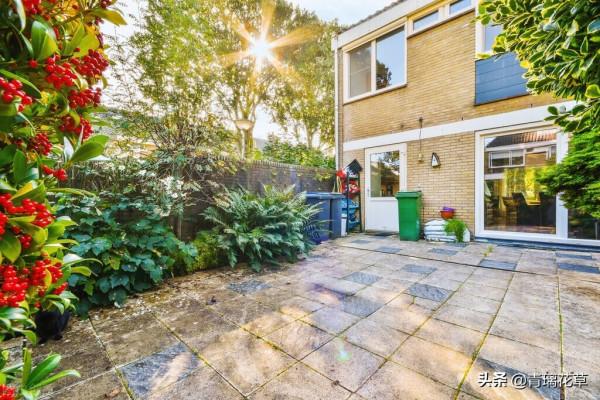 如果有庭院，記得種上這4種“仙樹”，開花時真是迷死人