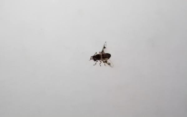 齊白石筆下的飛蟲,精細之極 齊白石筆下的飛蟲,精細之極