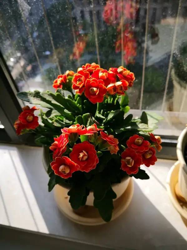 公認的“八種旺財花”,適合養在家裡,不僅寓意好,還很養人 公認的“八種旺財花”,適合養在家裡,不僅寓意好,還很養人