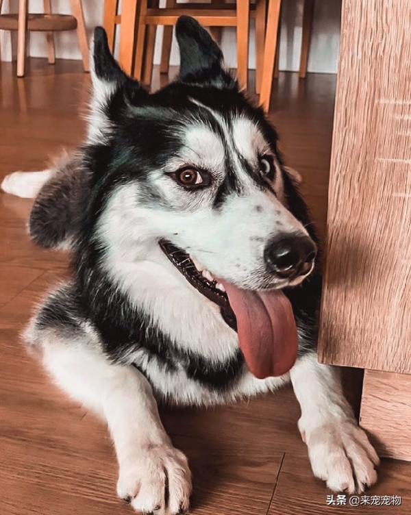 二哈被車撞居然毫髮無傷,主人含淚賠款車主三萬 二哈被車撞居然毫髮無傷,主人含淚賠款車主三萬